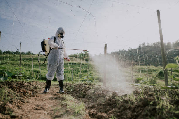 Best Pest Prevention Services  in Elkins, WV