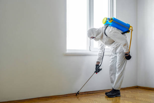 Best Local Pest Control Services  in Elkins, WV