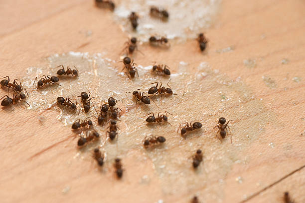 Best Pest Inspection Near Me  in Elkins, WV