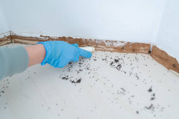 Best Wasp Removal Services  in Elkins, WV